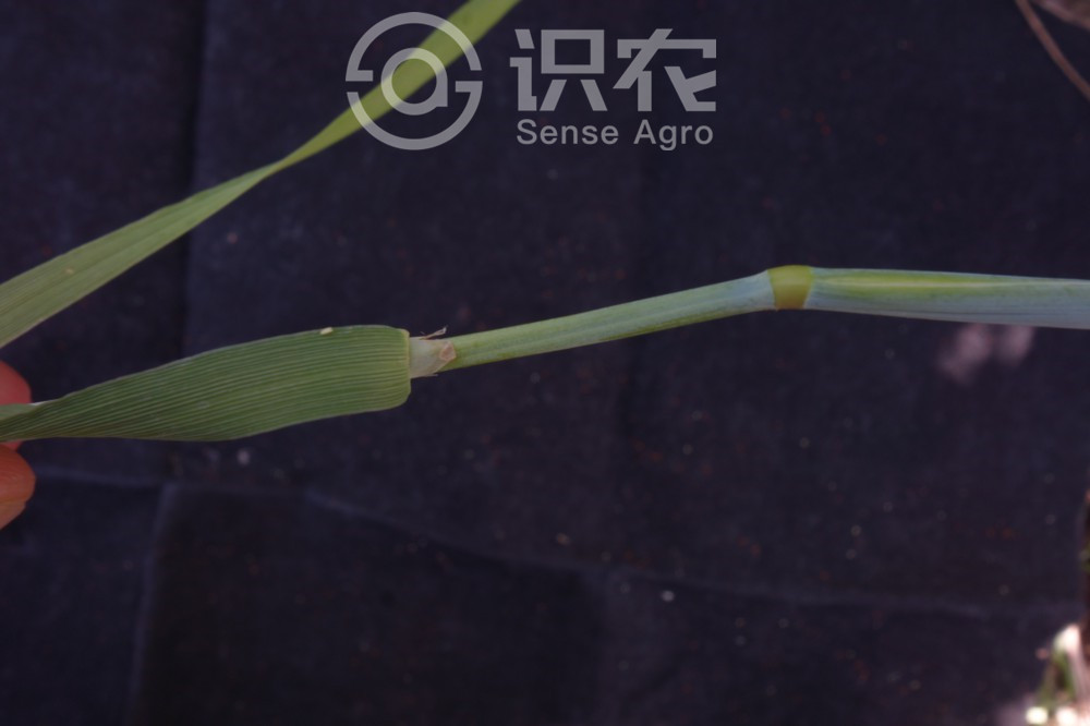 柑橘黄叶症状示例4