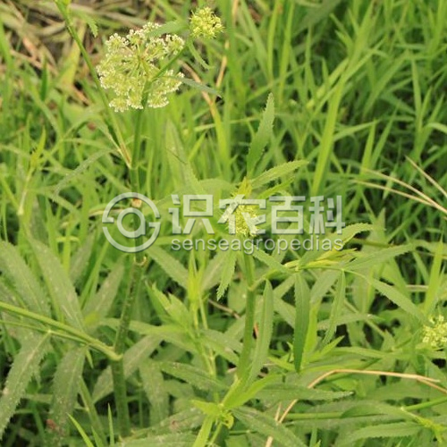 柑橘黄叶症状示例2