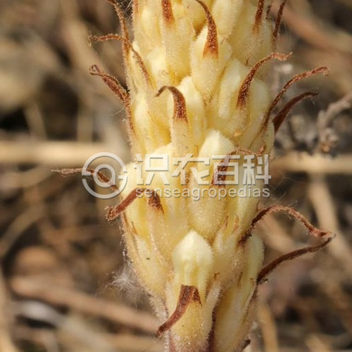 柑橘黄叶症状示例3