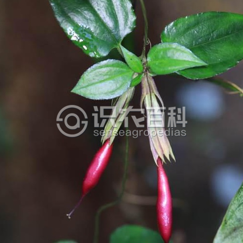 柑橘黄叶症状示例4