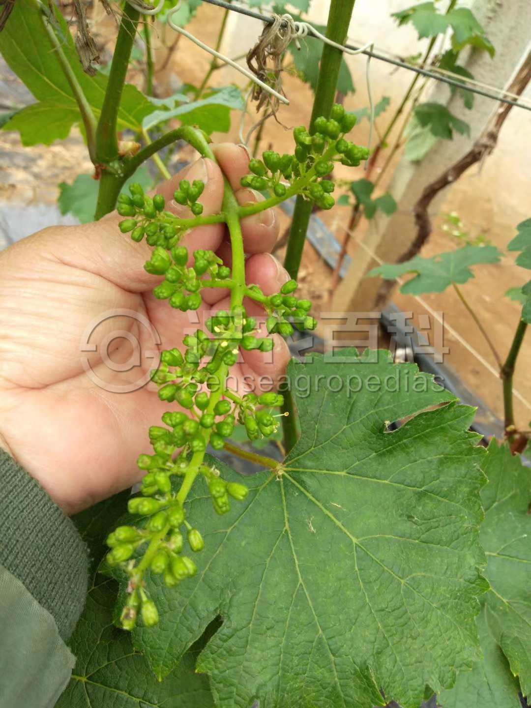 柑橘黄叶症状示例5