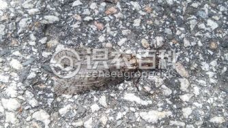 柑橘黄叶症状示例0