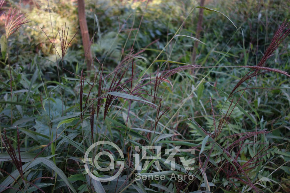 柑橘黄叶症状示例1