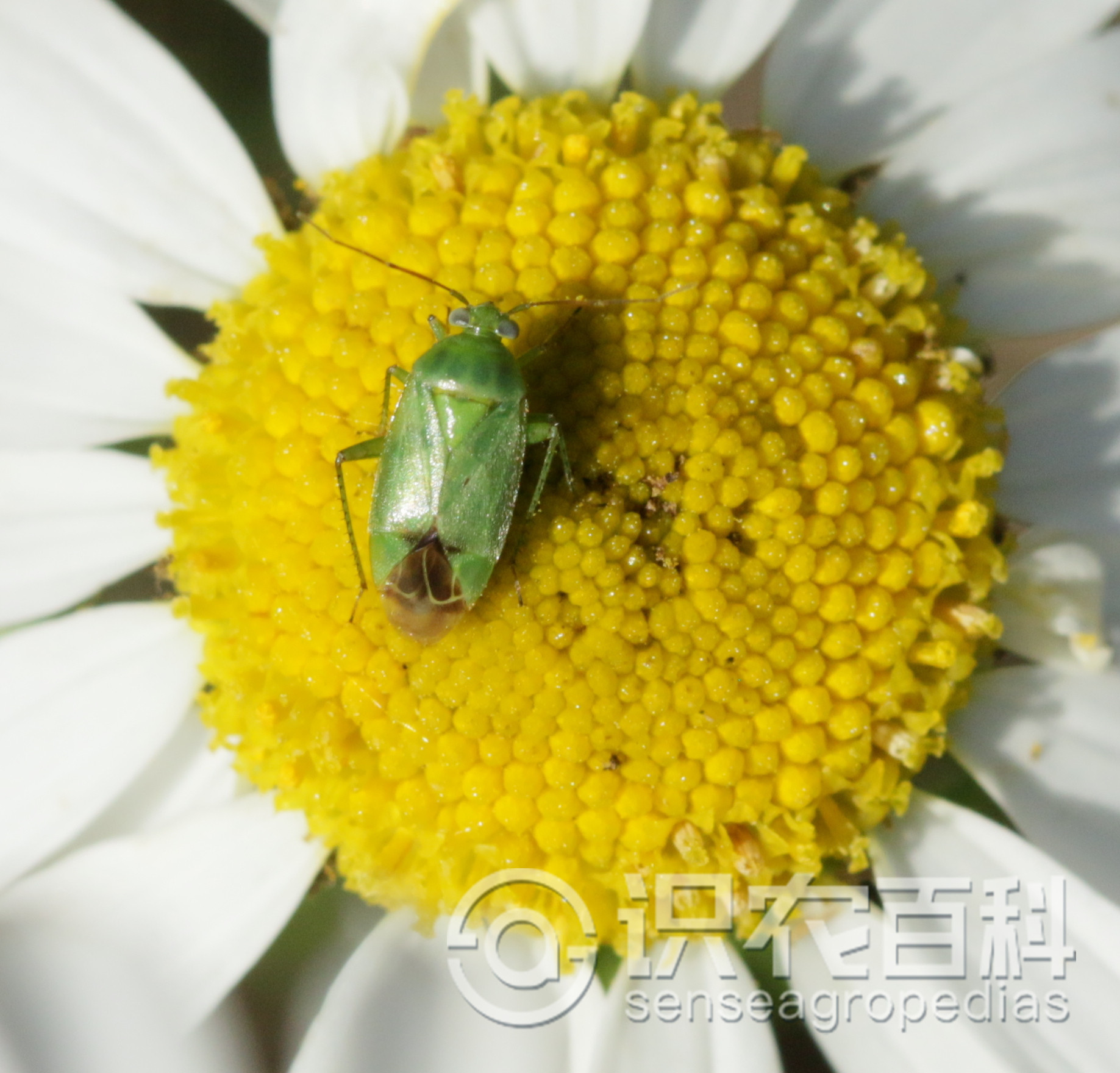 柑橘黄叶症状示例3