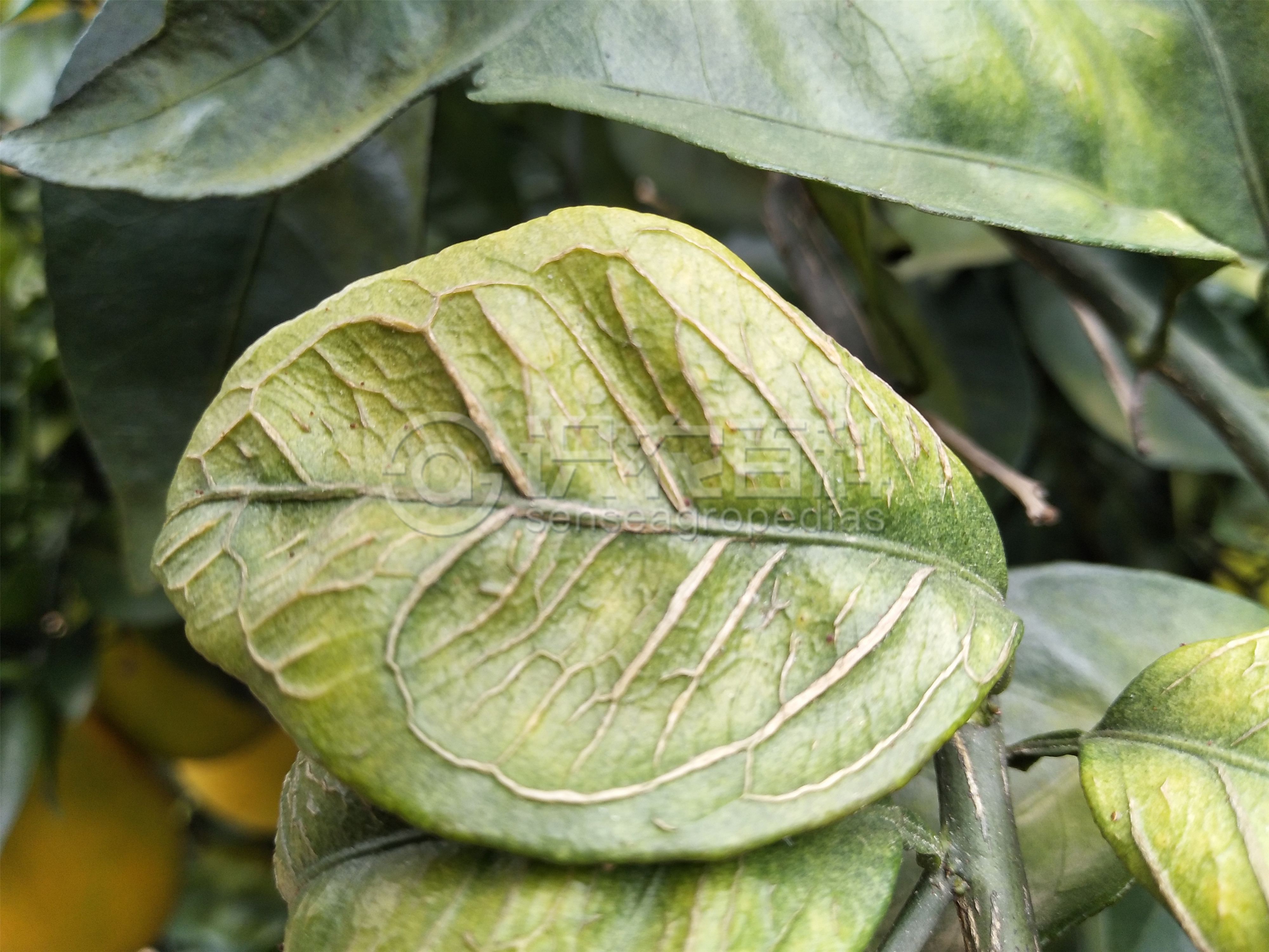 柑橘黄叶症状示例2