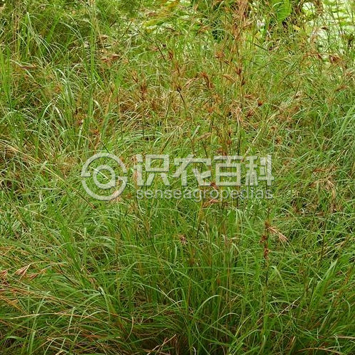 柑橘黄叶症状示例3