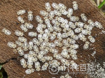 柑橘黄叶症状示例3