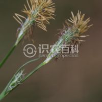 柑橘黄叶症状示例0