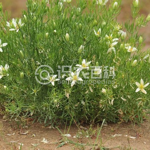 柑橘黄叶症状示例1