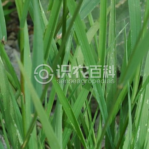 柑橘黄叶症状示例3