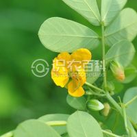 柑橘黄叶症状示例0