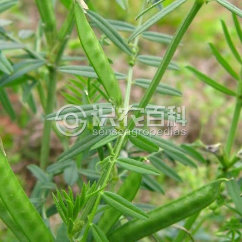 柑橘黄叶症状示例2