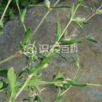 柑橘黄叶症状示例0