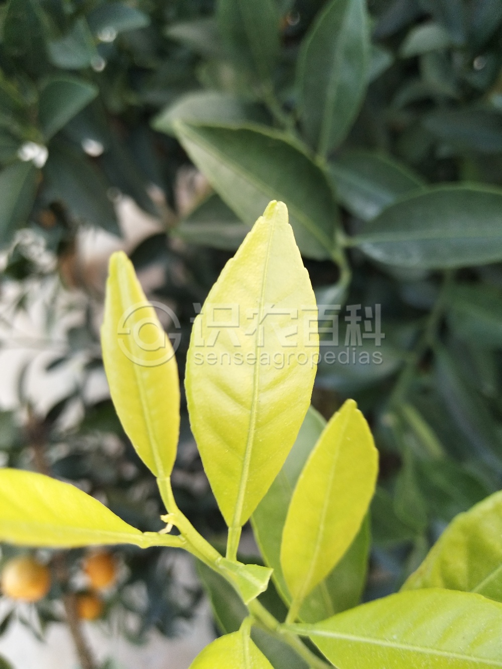 柑橘黄叶症状示例2