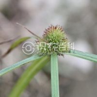 柑橘黄叶症状示例0