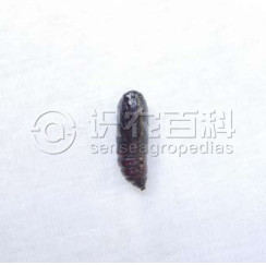 柑橘黄叶症状示例3