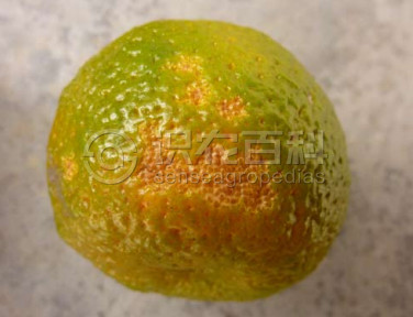 柑橘黄叶症状示例1