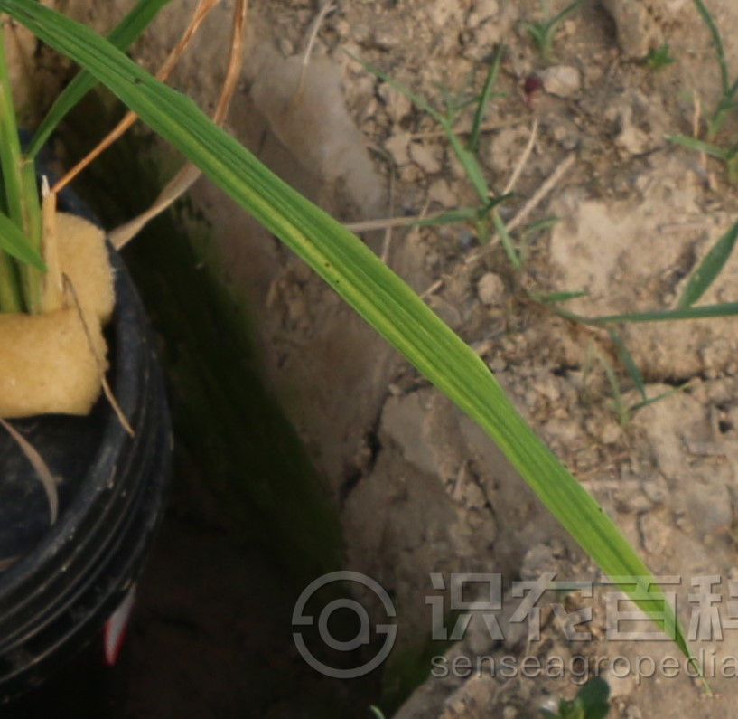 柑橘黄叶症状示例1