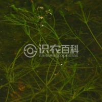 柑橘黄叶症状示例0