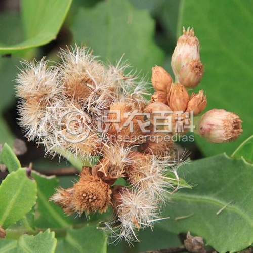 柑橘黄叶症状示例4