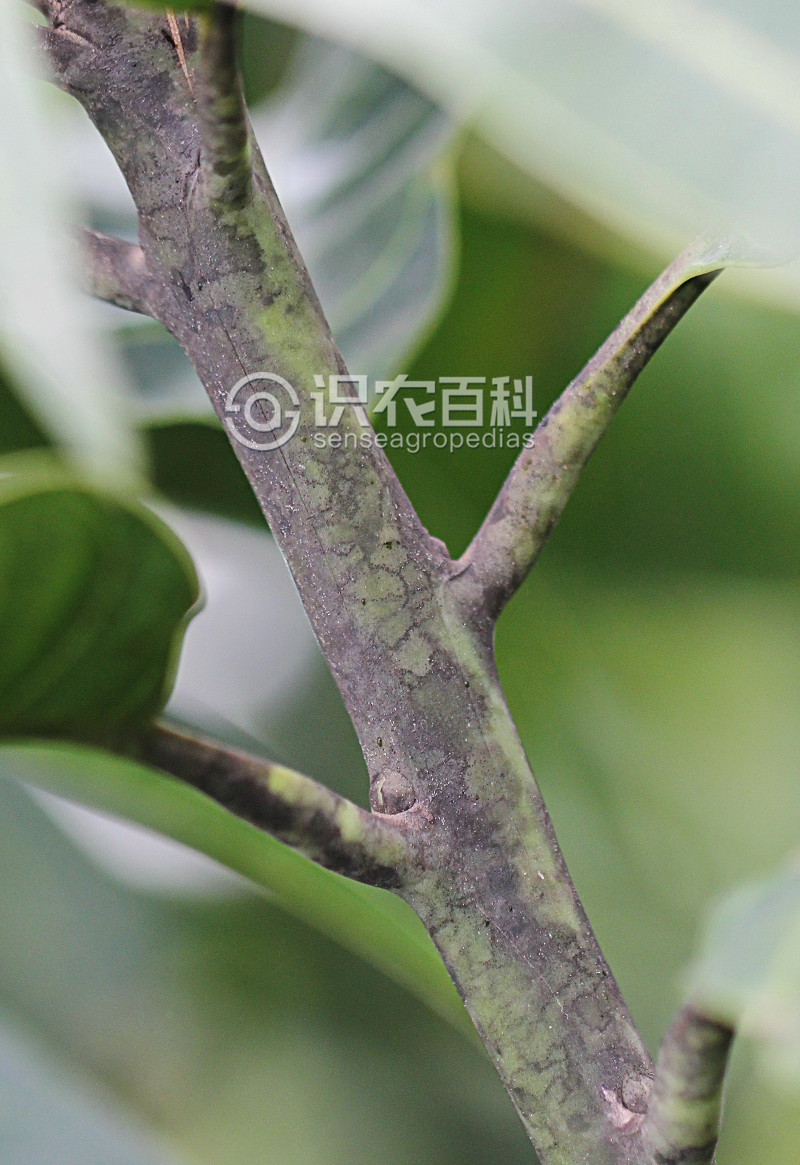 柑橘黄叶症状示例1