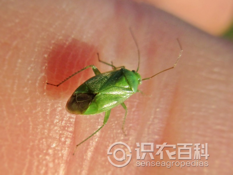 柑橘黄叶症状示例2