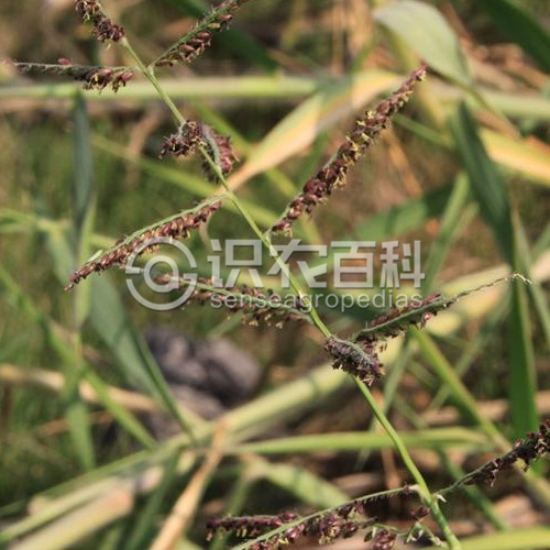 柑橘黄叶症状示例3