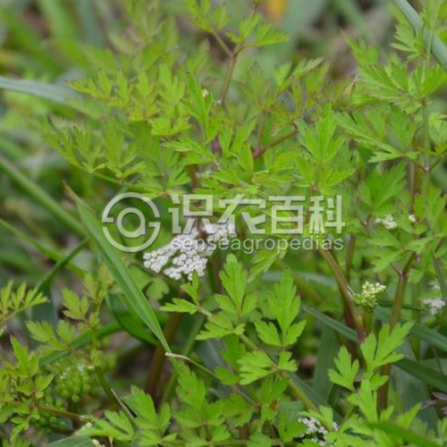 柑橘黄叶症状示例1