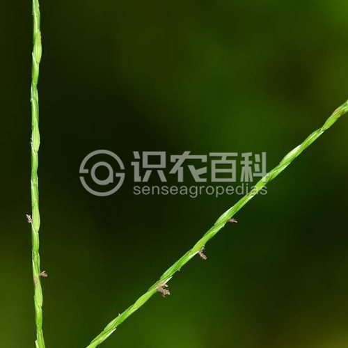 柑橘黄叶症状示例2