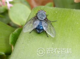 柑橘黄叶症状示例0