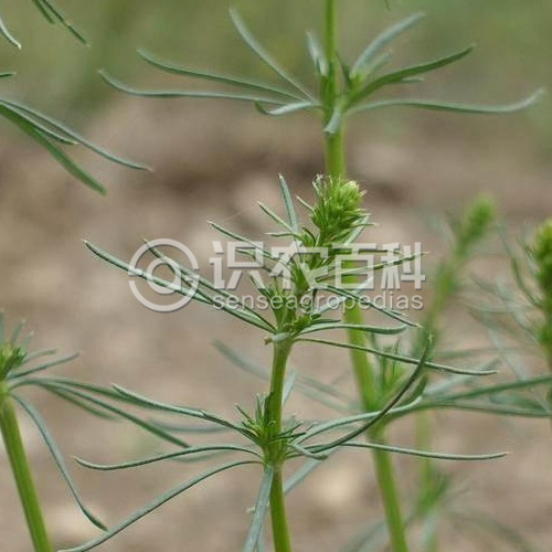 柑橘黄叶症状示例3
