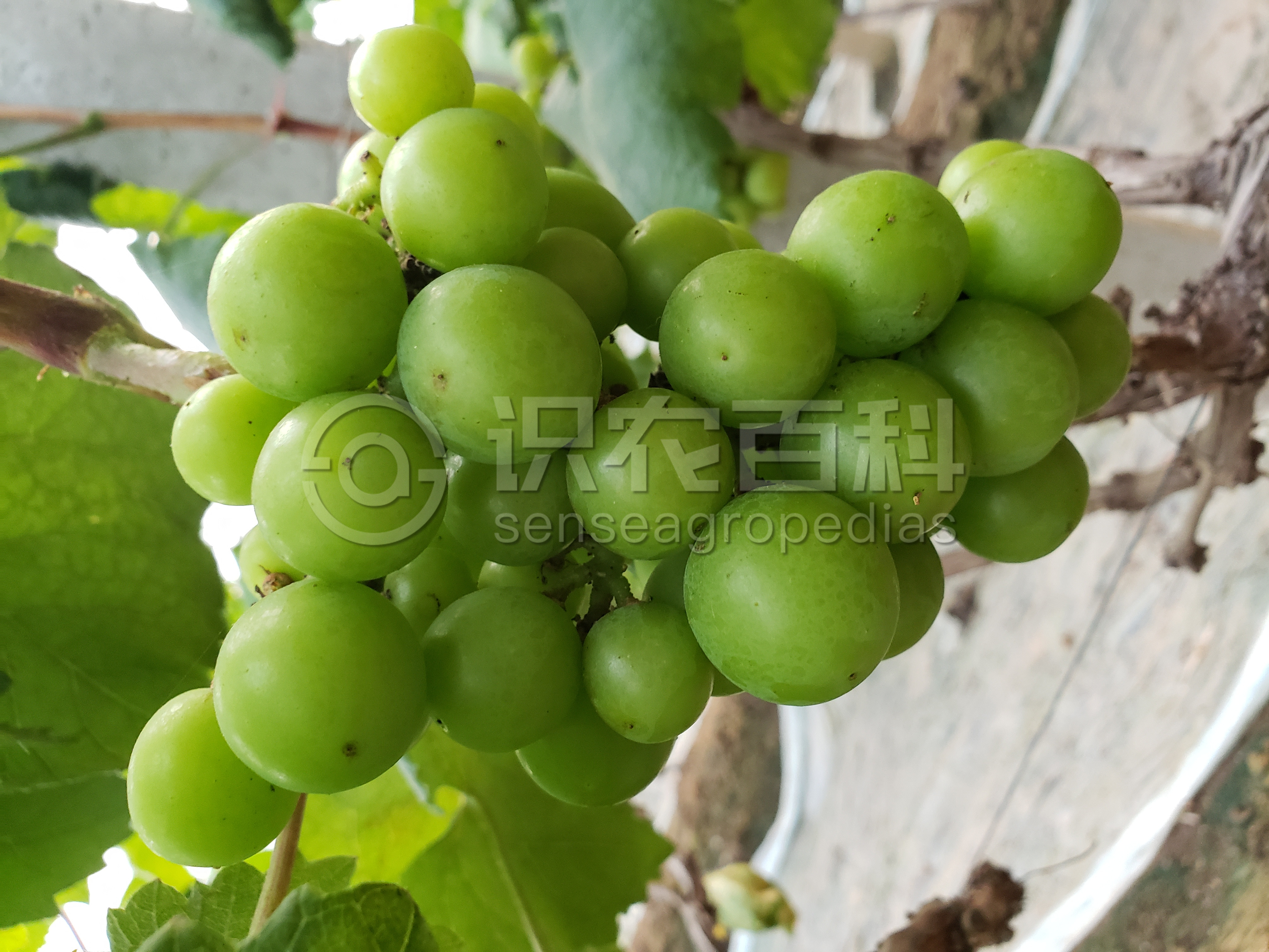 柑橘黄叶症状示例2