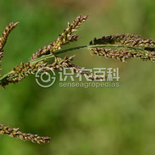 柑橘黄叶症状示例1