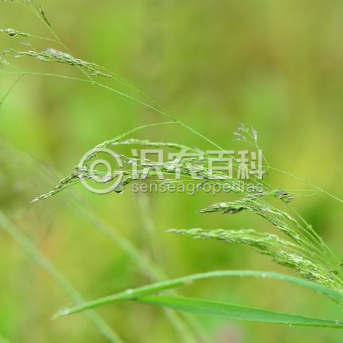 柑橘黄叶症状示例1