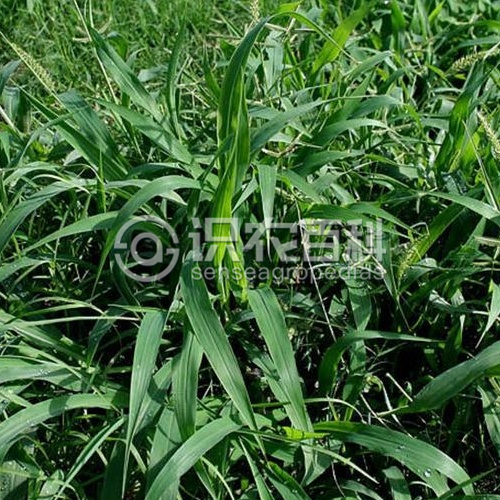 柑橘黄叶症状示例2