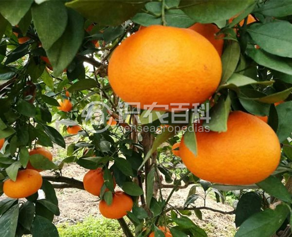 柑橘黄叶症状示例1