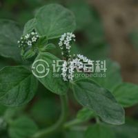 柑橘黄叶症状示例0