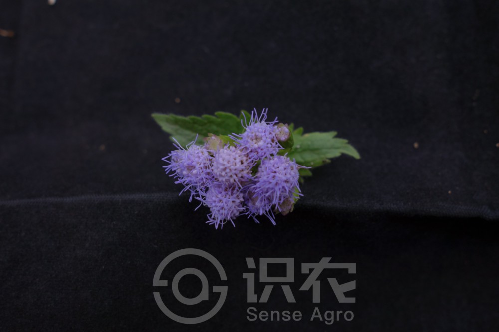 柑橘黄叶症状示例4