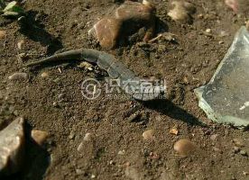 柑橘黄叶症状示例0