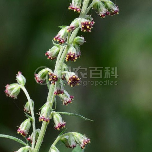 柑橘黄叶症状示例4