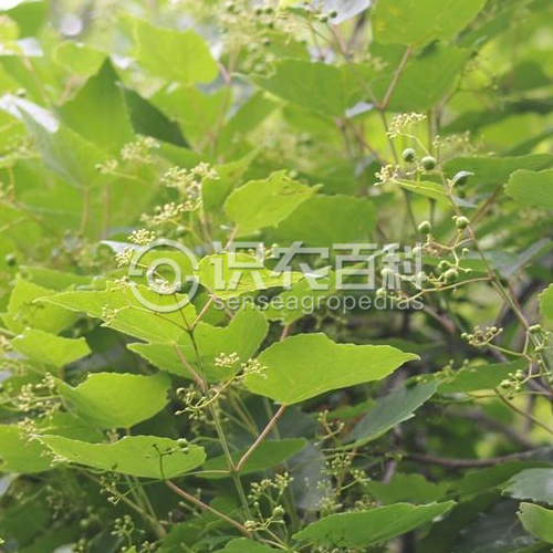 柑橘黄叶症状示例2