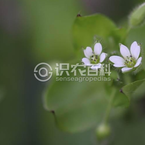 柑橘黄叶症状示例1