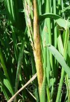 柑橘黄叶症状示例0