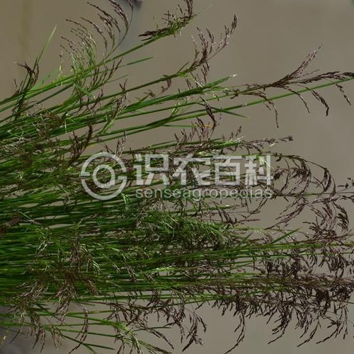 柑橘黄叶症状示例3