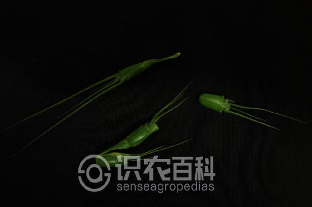 柑橘黄叶症状示例6