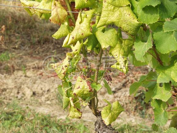 柑橘黄叶症状示例2