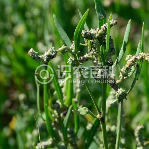 柑橘黄叶症状示例4