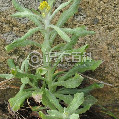 柑橘黄叶症状示例2