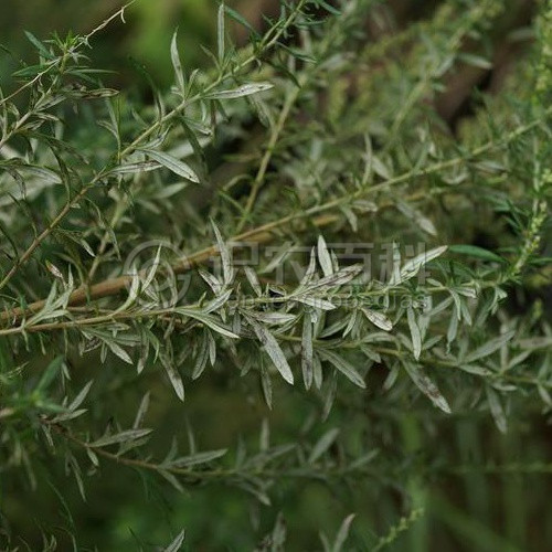 柑橘黄叶症状示例2