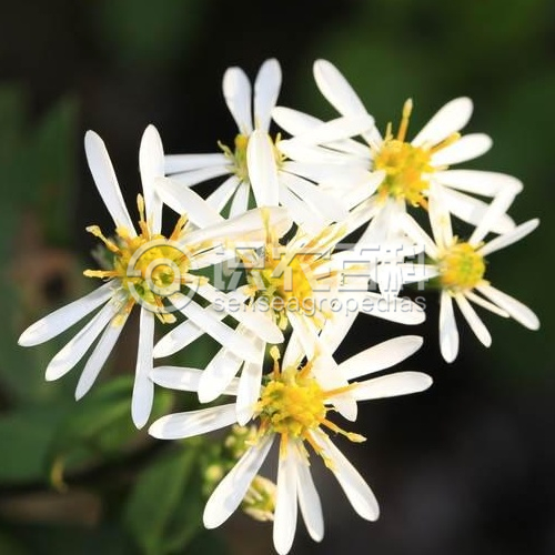 柑橘黄叶症状示例4